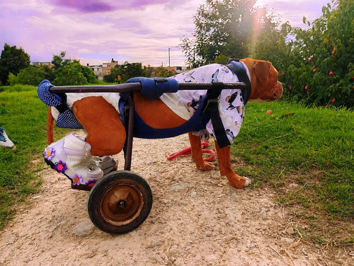 Perrineitor - silla de ruedas para rehabilitacion de perros con paralisis trasera