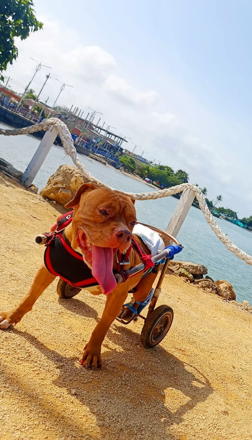 Perrineitor - silla de ruedas para rehabilitacion de perros con paralisis trasera