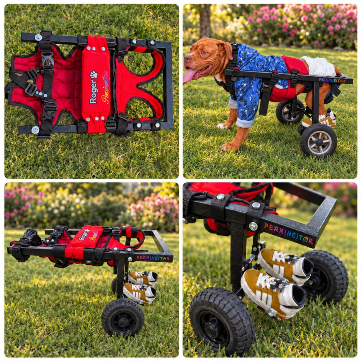 Perrineitor - silla de ruedas para rehabilitacion de perros con paralisis trasera